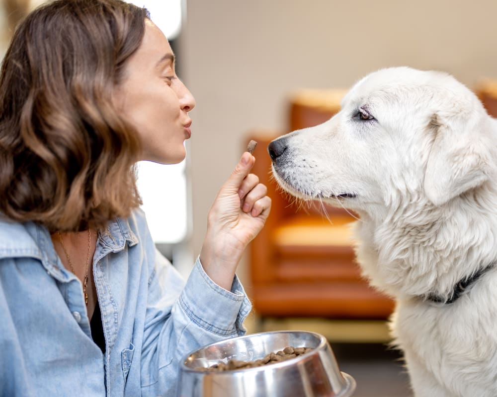 Nutrition Counseling, Castlegar Vet